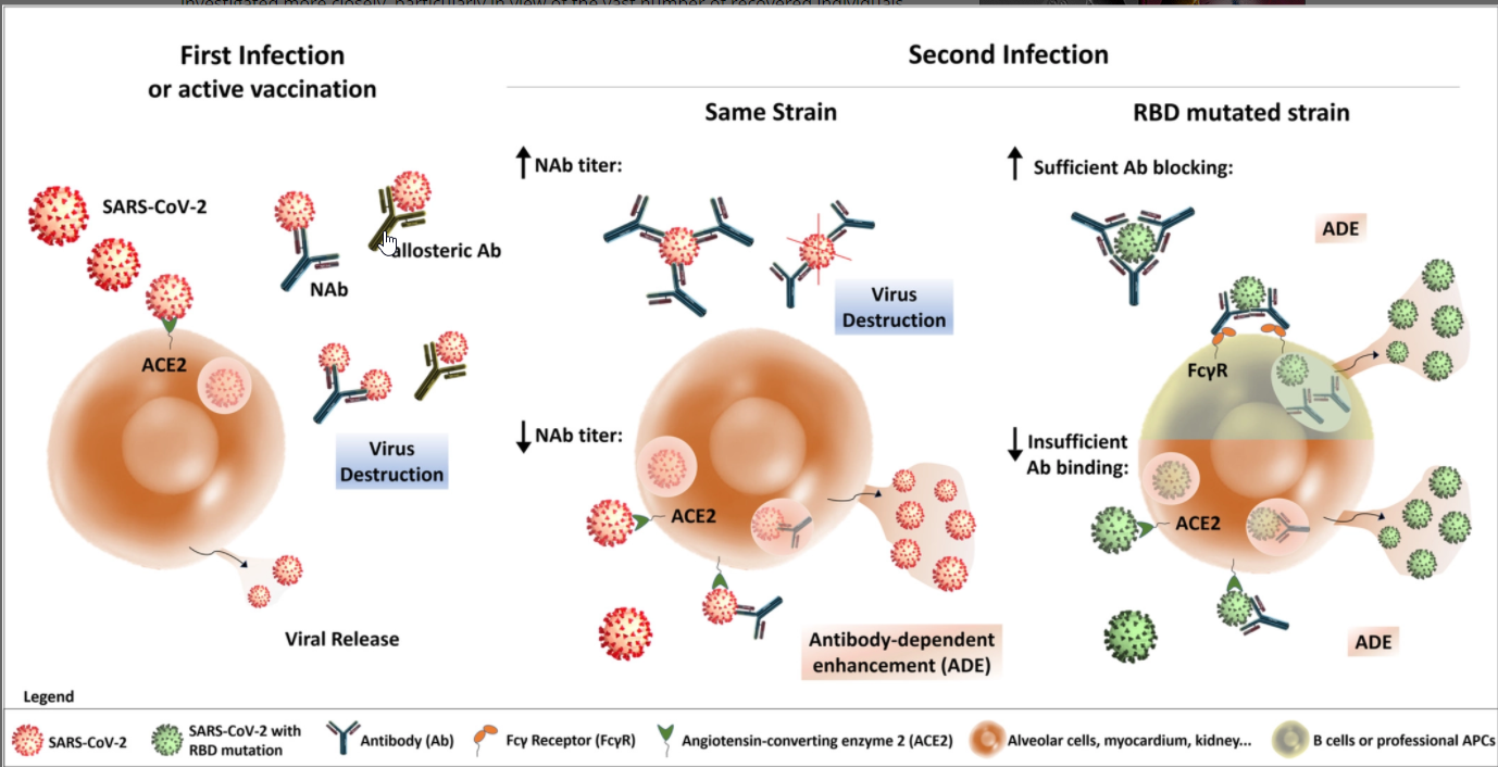 Oversikt over studier på Antibody Dependent Enhancement – ADE